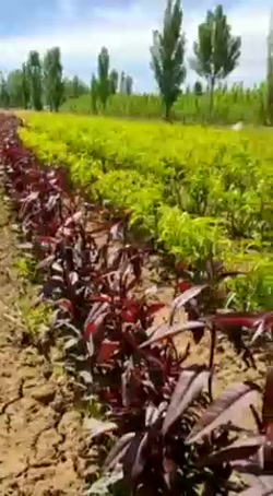نهالستان باغ پرهام میرزایی