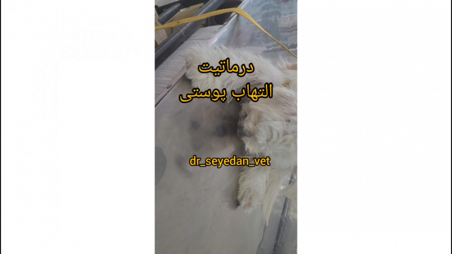درماتیت یا التهاب پوستی لمینت