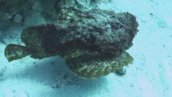 خانواده سنگ ماهیان: Synanceiidae