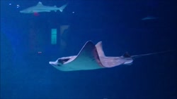 خانواده رامک ماهیان: Myliobatidae