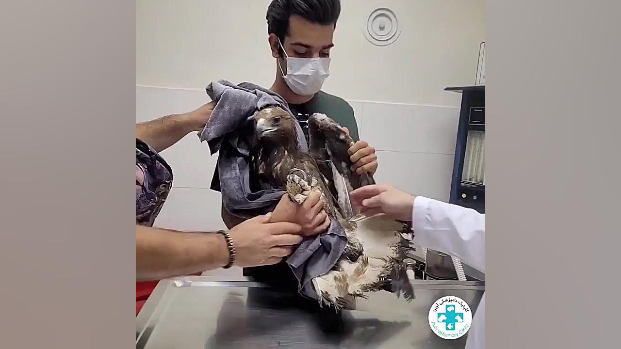عقاب طلائی دکتر علی برهانی کیا