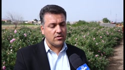 برداشت گل محمدی در قم