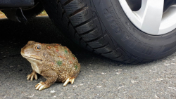 چالش له کردن وسایل کیوت زیر لا...