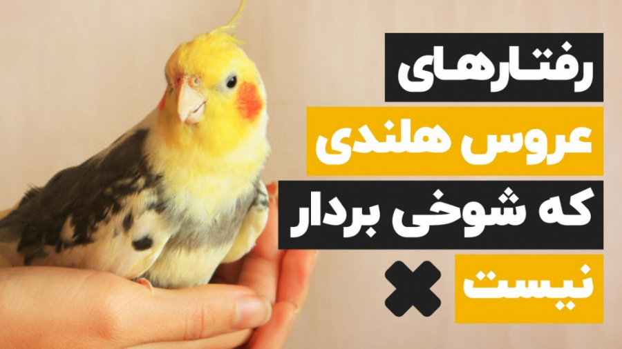 چطور بفهمم عروس هلندی ام استرس داره؟ 10 علامت مهم Northern Blot