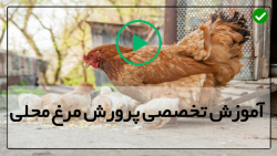 شیوه پرورش مرغ های گوشتی