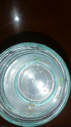 ماهی های زبرو زرنگ