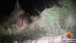 برترین لحظه های حیوانات  حیات...