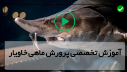 ماهی خاویاری-پرورش فیل ماهی خاویار-تولید مثل ماهی پرورشی