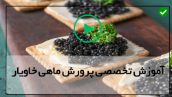 تکثیر بچه ماهی خاویاری-استخر پرورش ماهی-خارج کردن خاویار از شکم ماهی