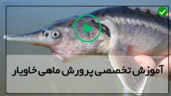 کارگاه پرورش ماهی خاویا-تولید ماهی خاویاری-ساختن استخر سیمانی
