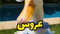 طنز اردک و جوجه اردک : تازه عر...
