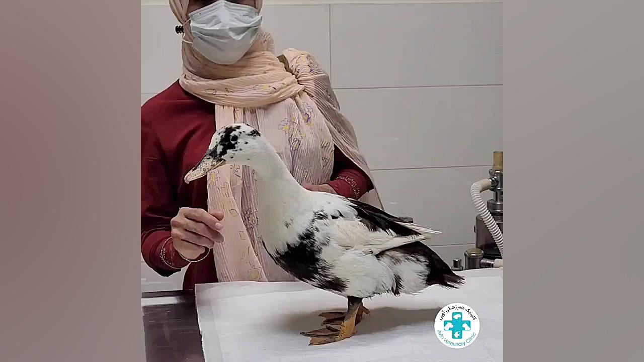 برای اولین بار در ایران جراحی عقیم سازی پرنده ماده دکتر علی برهانی کیا