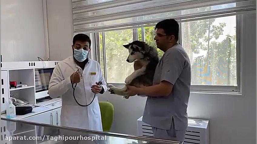 استفراغ سگ/Dog vomiting رفع چین و چروک