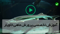 ماهی خاویار-تراکم پرورش ماهی خاویاری-طریقه فرآوری خاویار