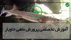 پرورش آنلاین ماهی خاویار-مزرعه ماهی خاویاری-فیلتر آب با سطل زباله
