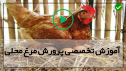 آموزش پرورش مرغ محلی-پرورش جوجه محلی-بیان نکات ساده برای پرورش جوجه
