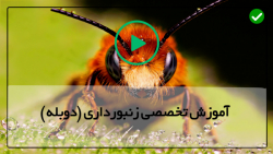 آموزش زنبورداری و پرورش زنبور عسل-روش برخورد با زنبورهای بدرفتار