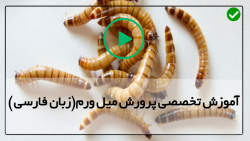 راهنمای تغذیه کرم میل ورم