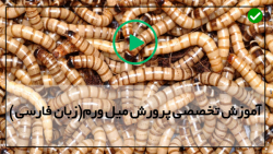 روش پرورش میل ورم-کرم میل ورم-دلیل تبدیل شفیره میل ورم به سوسک