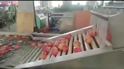 دستگاه سورتینگ سیب درختی