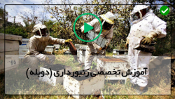 آموزش زنبورداری در خانه -انتقال کندوهای مرکزی به کندو بزرگ