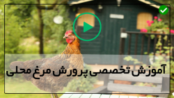 دوره آموزش پرورش مرغ-پرورش مرغ-درمان مجرا خروج تخم مرغ در مرغ
