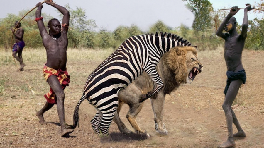 جنگ و نبرد حیوانات وحشی  جنگ ح...