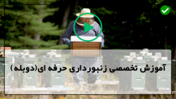 پرورش زنبور عسل در منزل مسکونی-چک و وارد و خارج کردن سوپرها