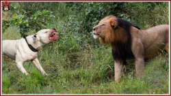 مبارزه دوگو آرژانتین و شیر | م...