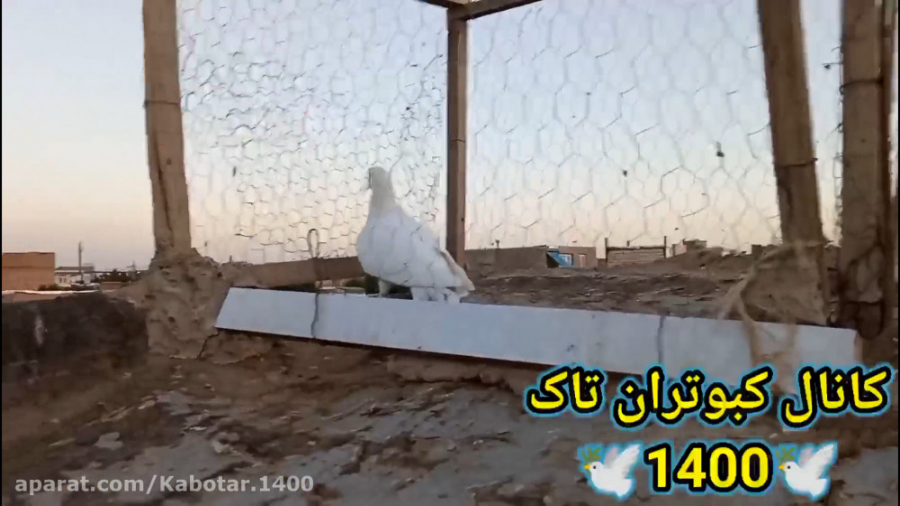 نمایشی از کبوتر غریب گیری شده