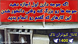 چکار کنیم تا کبوتر تخم نکنه وا...