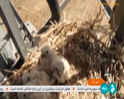 سایه مهربانی دکل بندان مخابرات مشهد بر سر آشیانه جوجه شاهین ها سایه مهربانی دکل بندان مخابرات مشهد بر سر آشیانه جوجه شاهین ها
