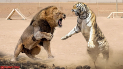 جنگ و نبرد حیوانات وحشی  جنگ ح...