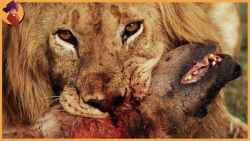 جنگ و نبرد حیوانات وحشی  حیوان...