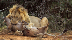 جنگ و نبرد حیوانات وحشی  حیوان...