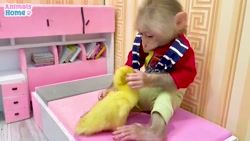 فیلم Animals Home قسمت صد و بی...