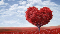 نماهنگ « گل عشق » با صدای رضا بهرام