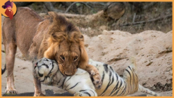 جنگ و نبرد حیوانات وحشی  حیوان...