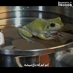 دستور پخت قورباغه