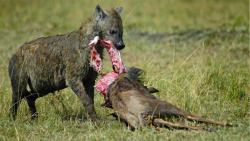 جنگ و نبرد حیوانات وحشی  حیوان...