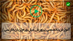 تولید کرم میل ورم