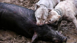 جنگ و نبرد حیوانات وحشی  حیوان...