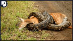 لحظات بلعیدن طعمه ها توسط مار...