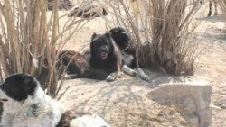 فیلم سگ قهدریجانی  سگ های قدرج...