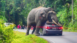 جنگ و نبرد حیوانات وحشی  حیوان...
