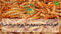 کارگاه پرورش کرم میل ورم-تبدیل تخم ها به کرم