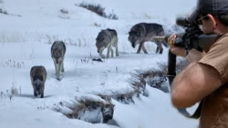 فیلم گرگ های شکاری  گرگ های سر...