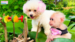 میمون کوچولو با سگ به تعطیلات...