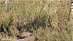 جنگ و نبرد حیوانات وحشی  حیوان...