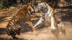 جنگ و نبرد حیوانات وحشی  حیوان...